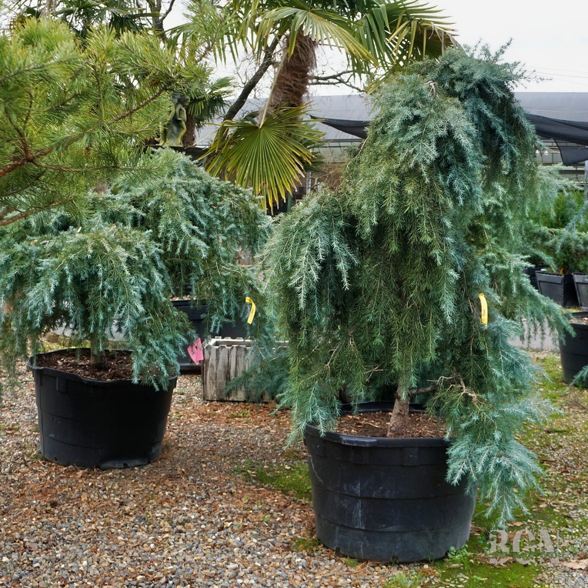 Cedrus deodara 'Feelin' Blue' #65 – Low Spreading Blue Cedar
