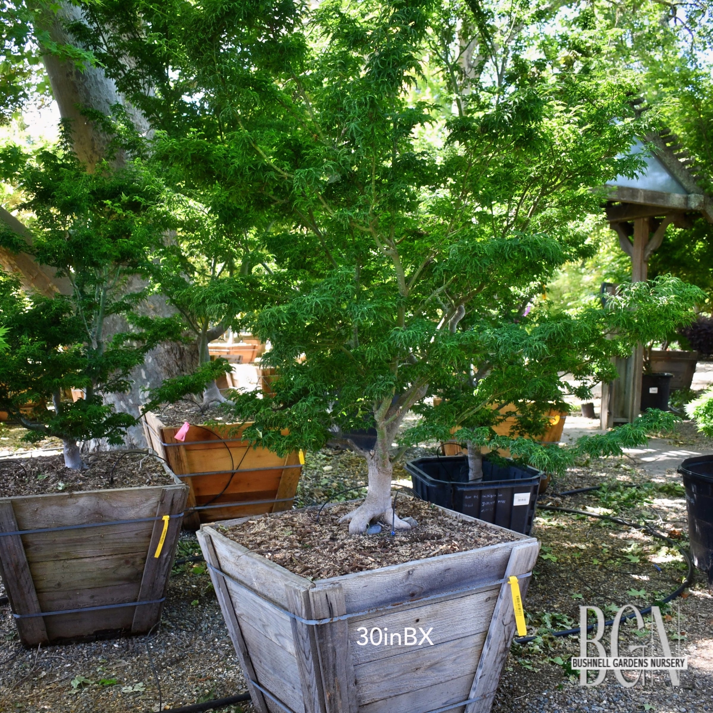 Acer palmatum 'Shishigashira' – Compact Lion's Head Japanese Maple