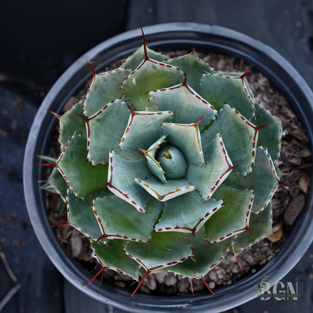 SUC Agave potatorum Kissho-Kan | Bushnell Gardens Nursery