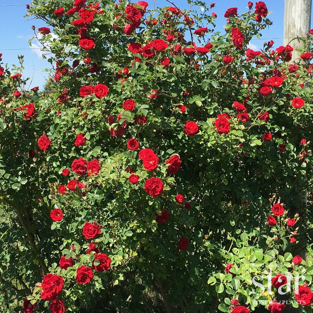 Cherry Frost™ Climbing Rose – Pink Climbing Rose | Bushnell