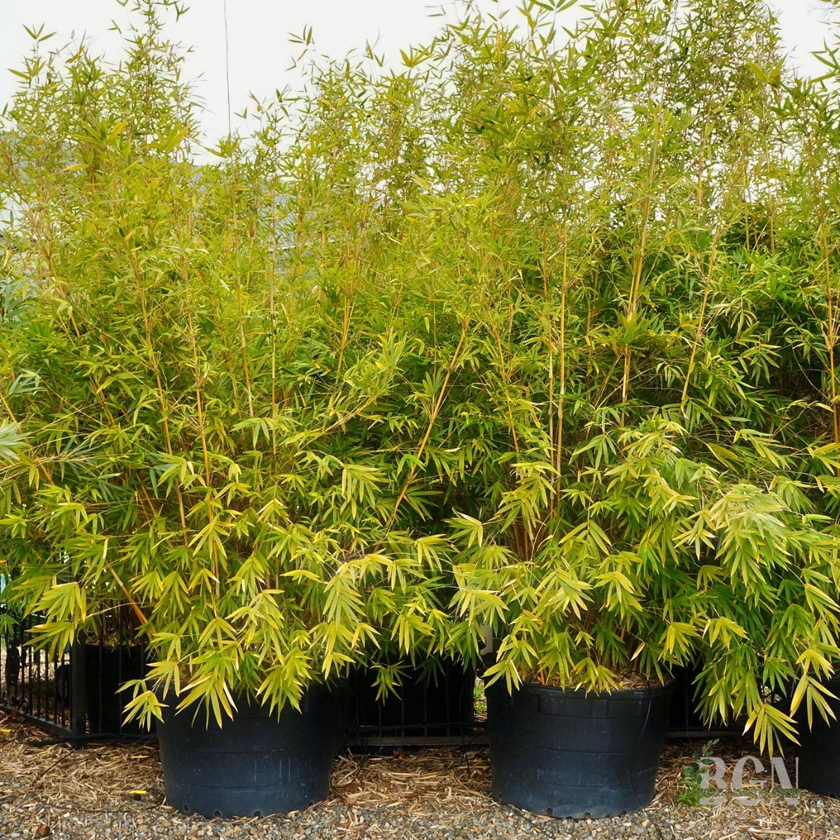 Bambusa multiplex 'Alphonse Karr' #65 – Striking Clumping Bamboo