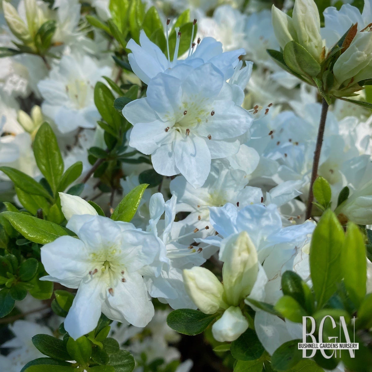クイニーアマン　DORMEUIL 「 Kirgyz・White 」 Azalea kurume 'Snow' – White Kurume Azalea | Bushnell Gardens
