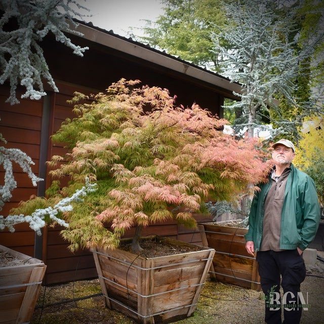 ザ・メープル Japanese Maples in Granite Bay | Bushnell Gardens Nursery