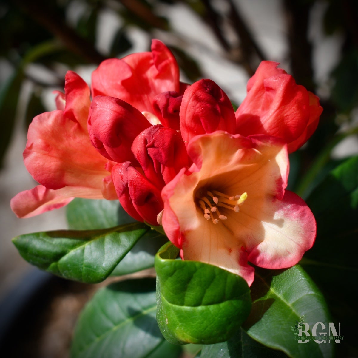 Rhododendron 'Seaview Sunset' – Evergreen Rhododendron | Bushnell