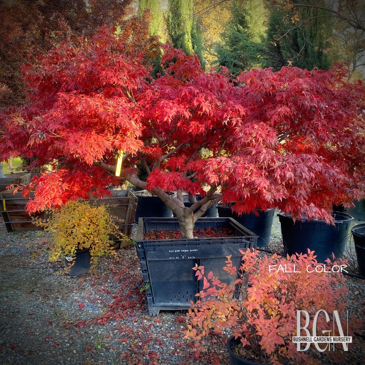 Acer palmatum 'Oregon Sunset' – Compact Red Japanese Maple
