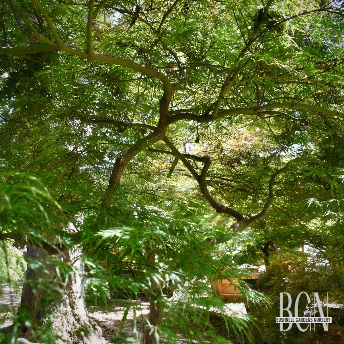 Acer palmatum 'Inaba shidare' – Mature Cascading Red Japanese