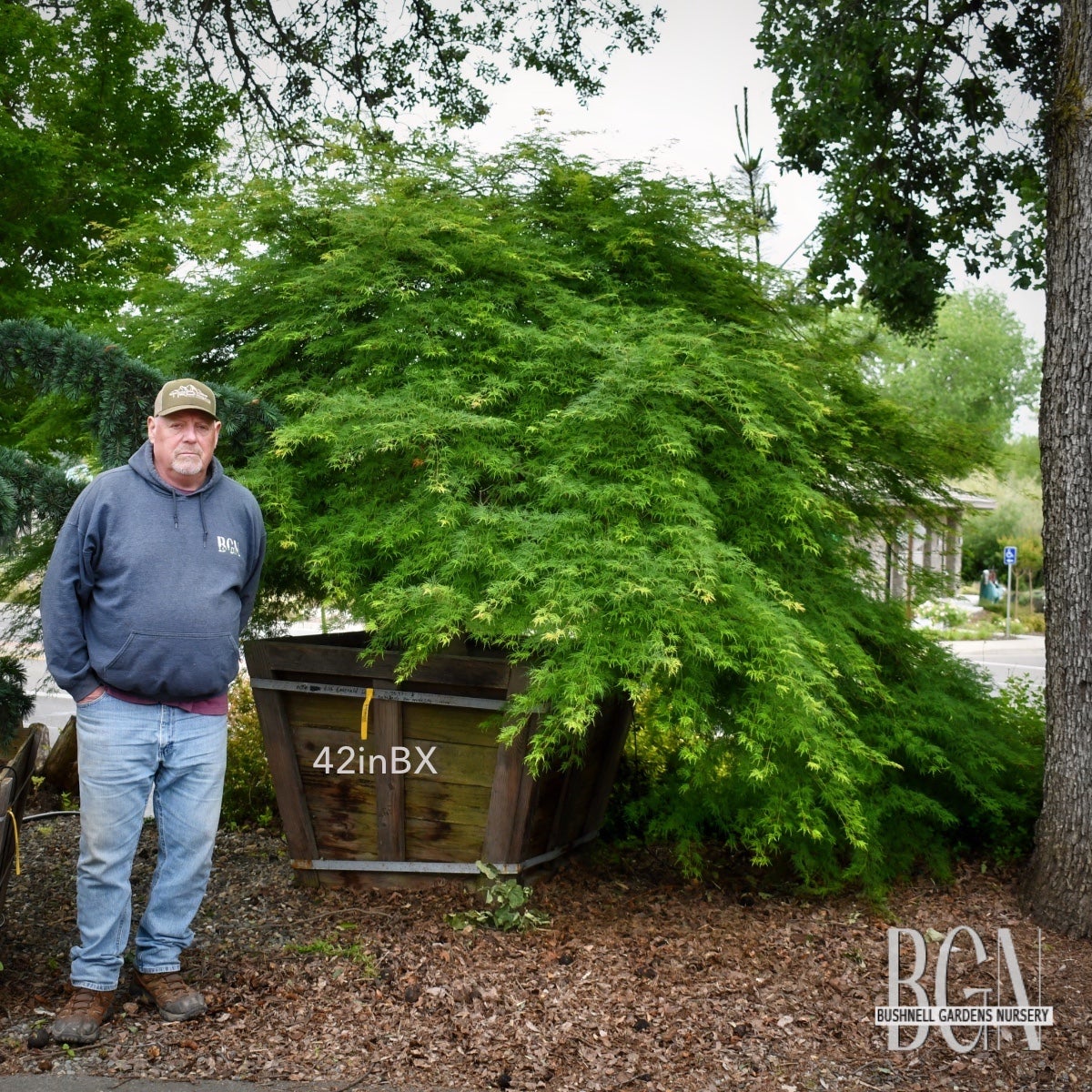 Acer palmatum var. dissectum 'Emerald Lace' – Graceful Weeping