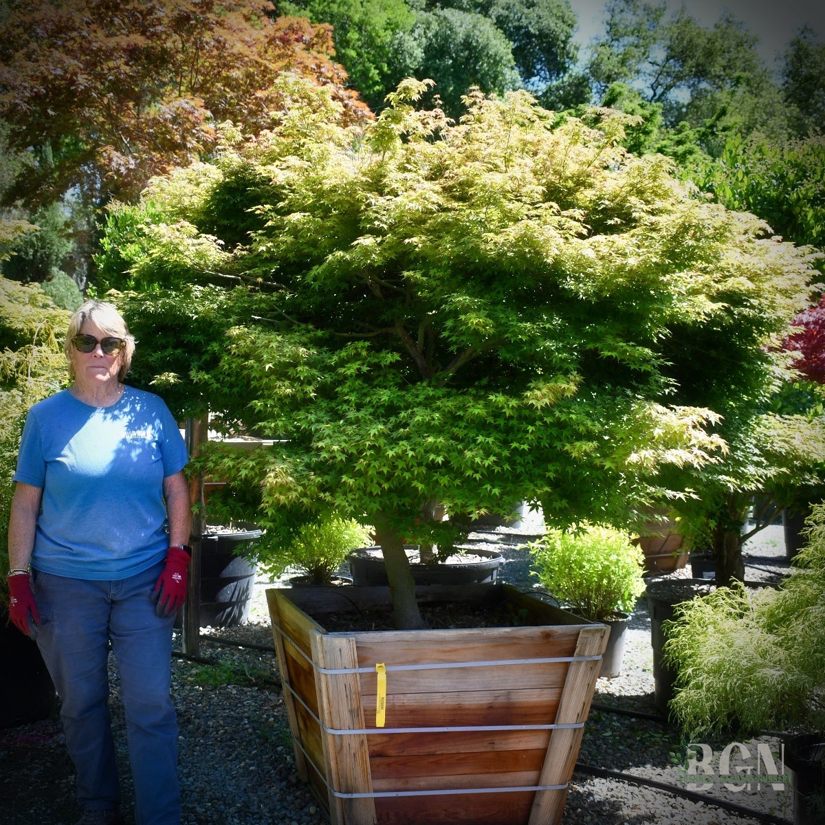 procumbens juniper bonsai Juniper procumbens nana, Dwarf Japanese garden juniper- Bonsai, container  or landscape
