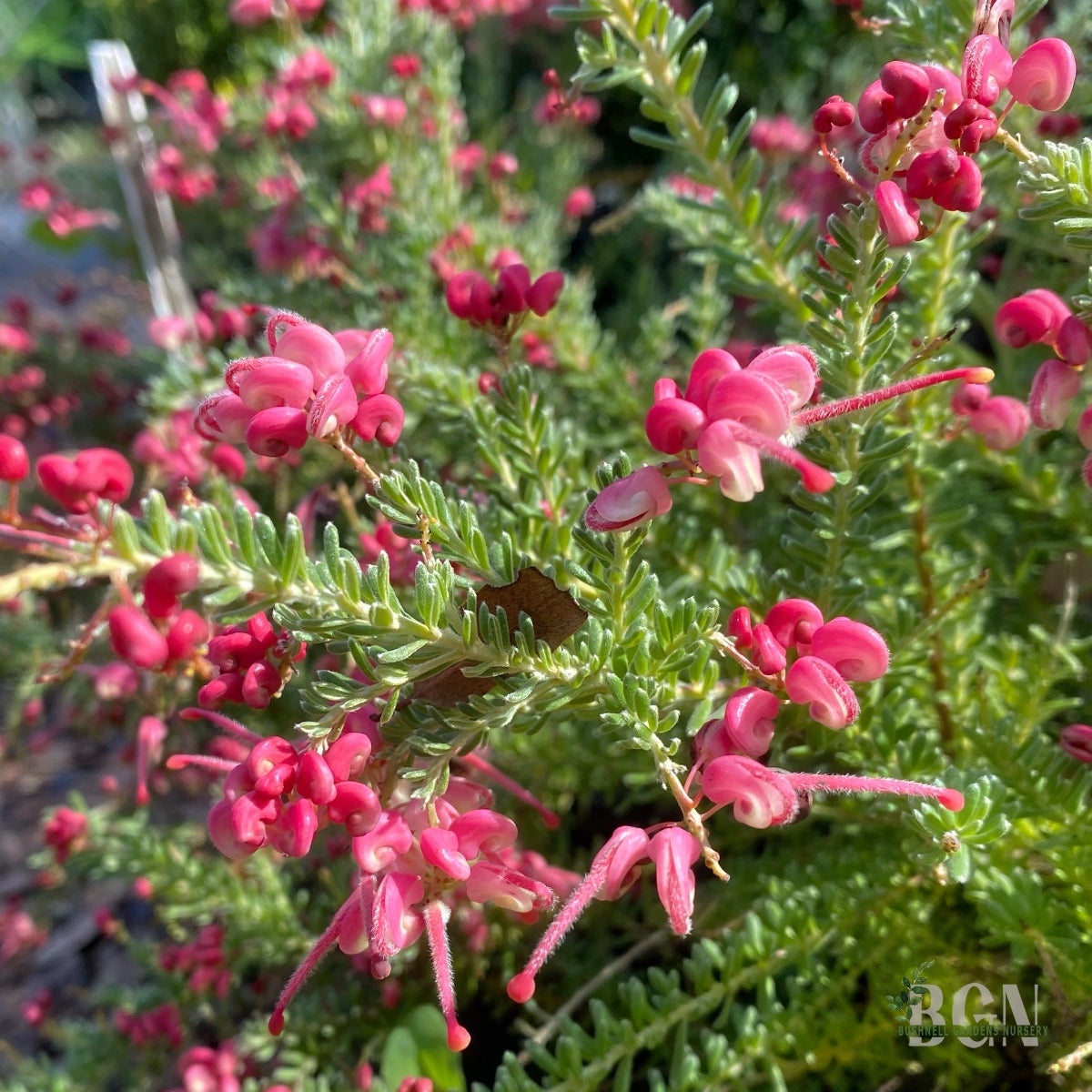Grevillea lanigera 'Coastal Gem' – Woolly Grevillea | Bushnell