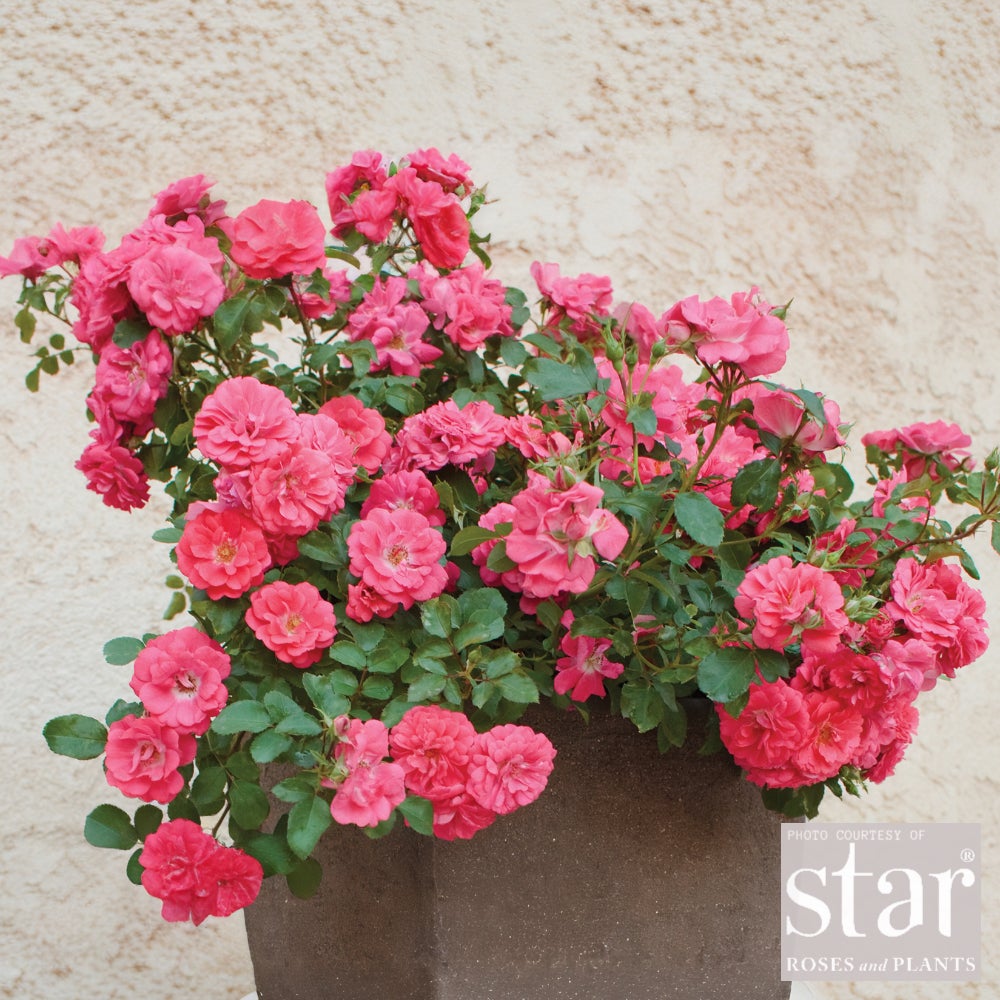 Coral Drift® Rose – Coral Groundcover Rose | Bushnell Gardens