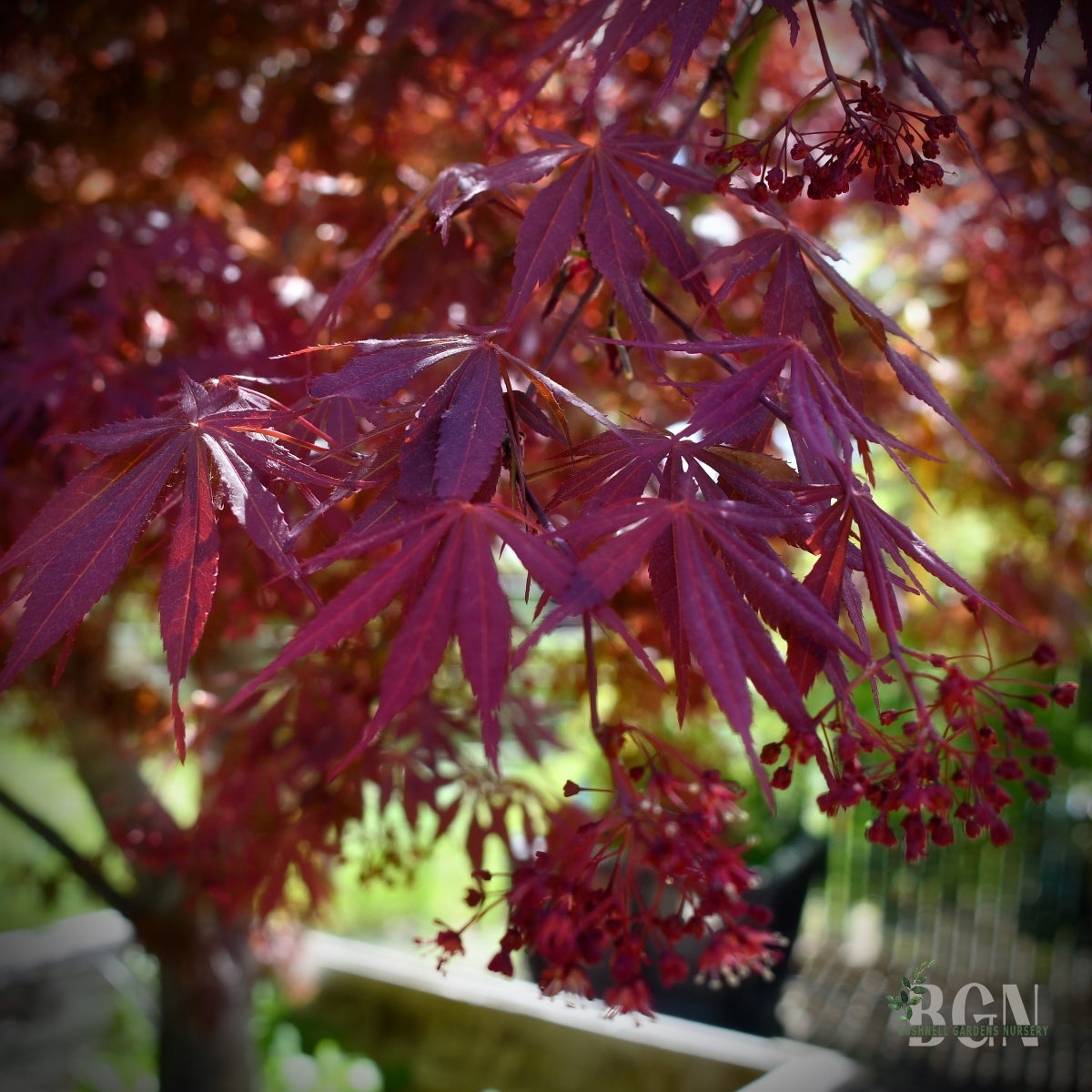 Acer palmatum 'Suminagashi' – Elegant Deep Red Japanese Maple