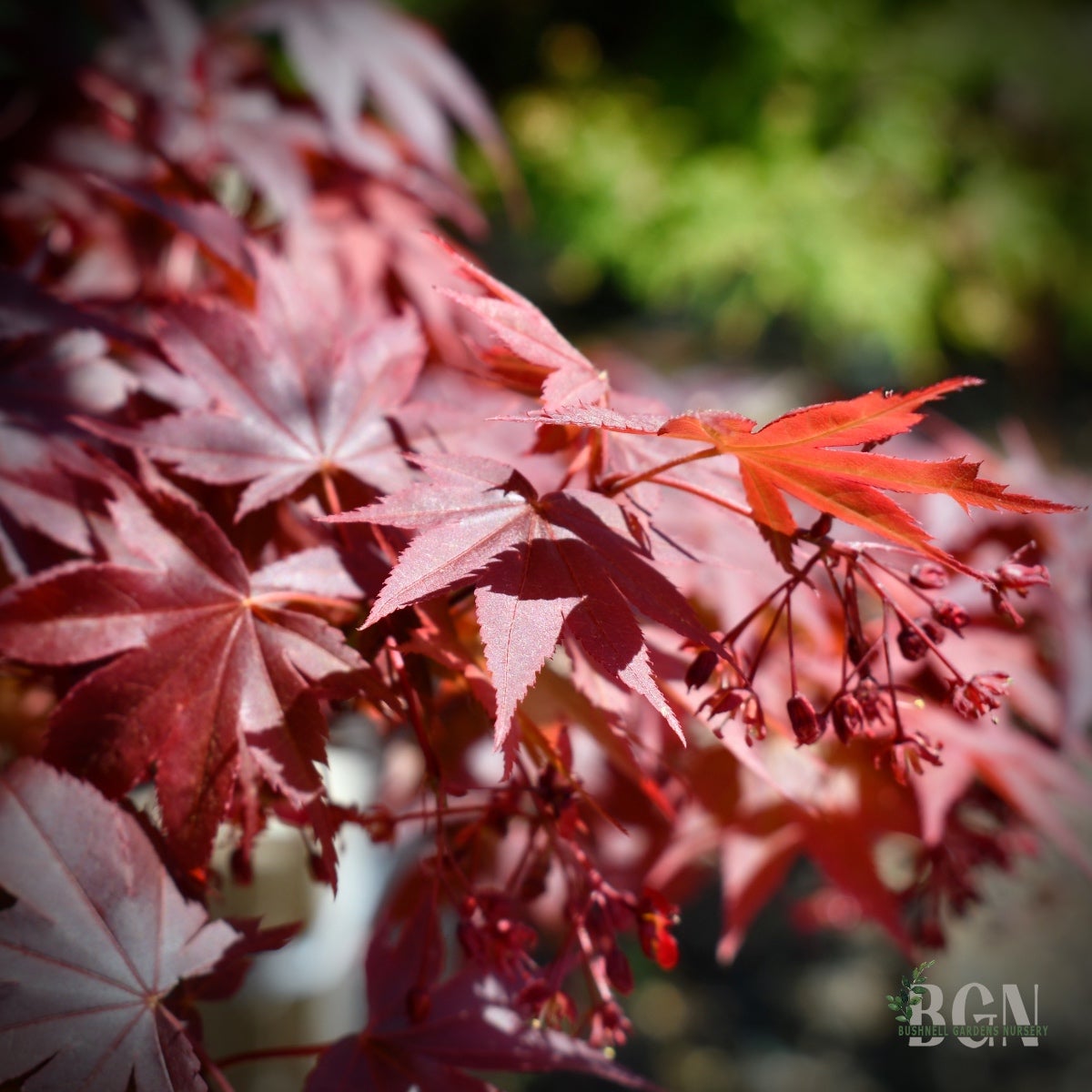 Acer palmatum 'Pixie' – Compact Bright Red Japanese Maple