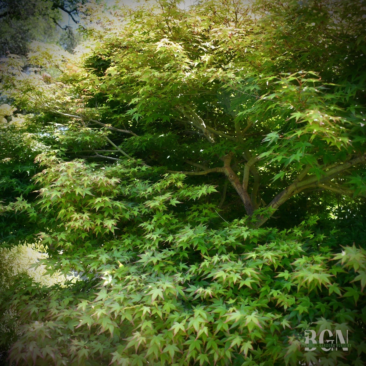 Acer palmatum 'Murasaki Kiyohime'  Compact Layered Green and Purple Japanese  Maple (33in Box) | Bushnell Gardens Nursery