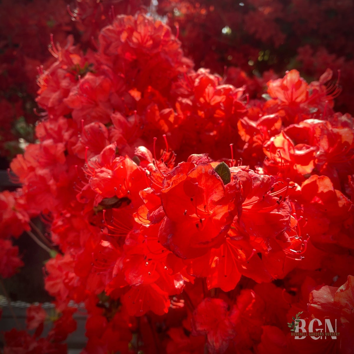 Azalea 'Sherwood Red' #15sq | Kurume Azalea with Vibrant Spring