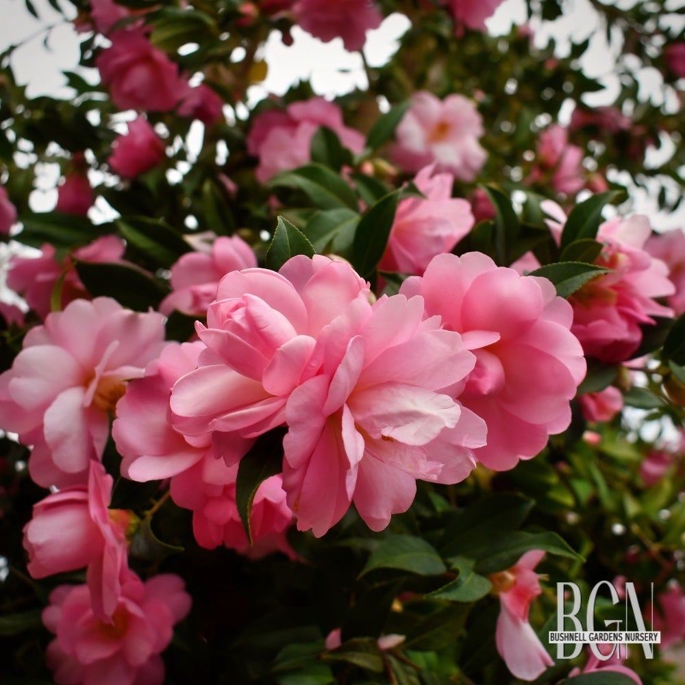 Camellia × 'Taylor's Perfection' – Pink Japonica Camellia