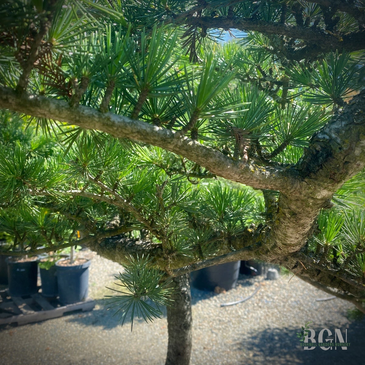 Cedrus deodara 'Special Windswept Form' High Graft  Unique Himalayan Cedar  for Dramatic Landscapes | Bushnell Gardens Nursery