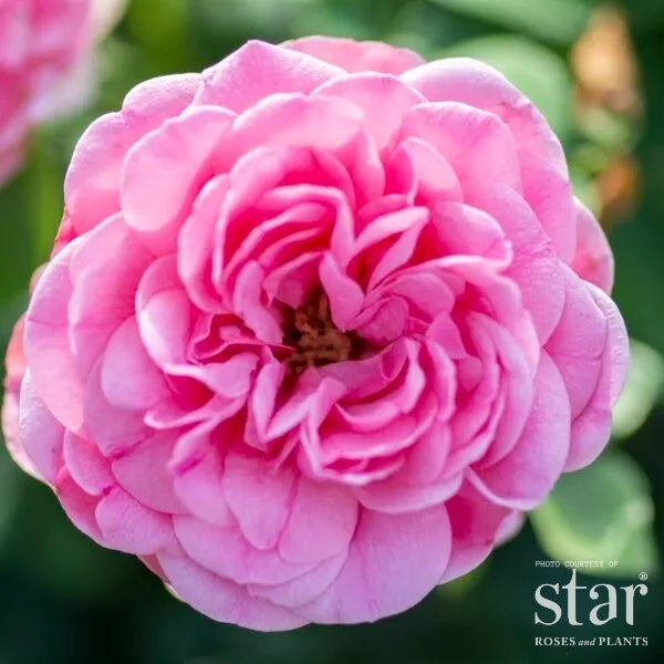 Orchid Romance™ Rose | Fragrant Romantica® Floribunda Rose with