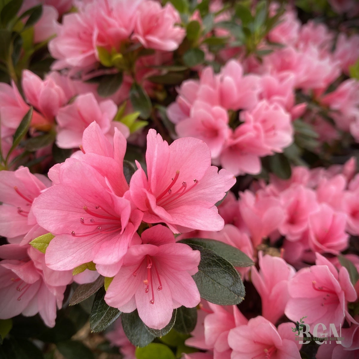 Azalea kurume 'Coral Bells' – Coral Pink Kurume Azalea | Bushnell