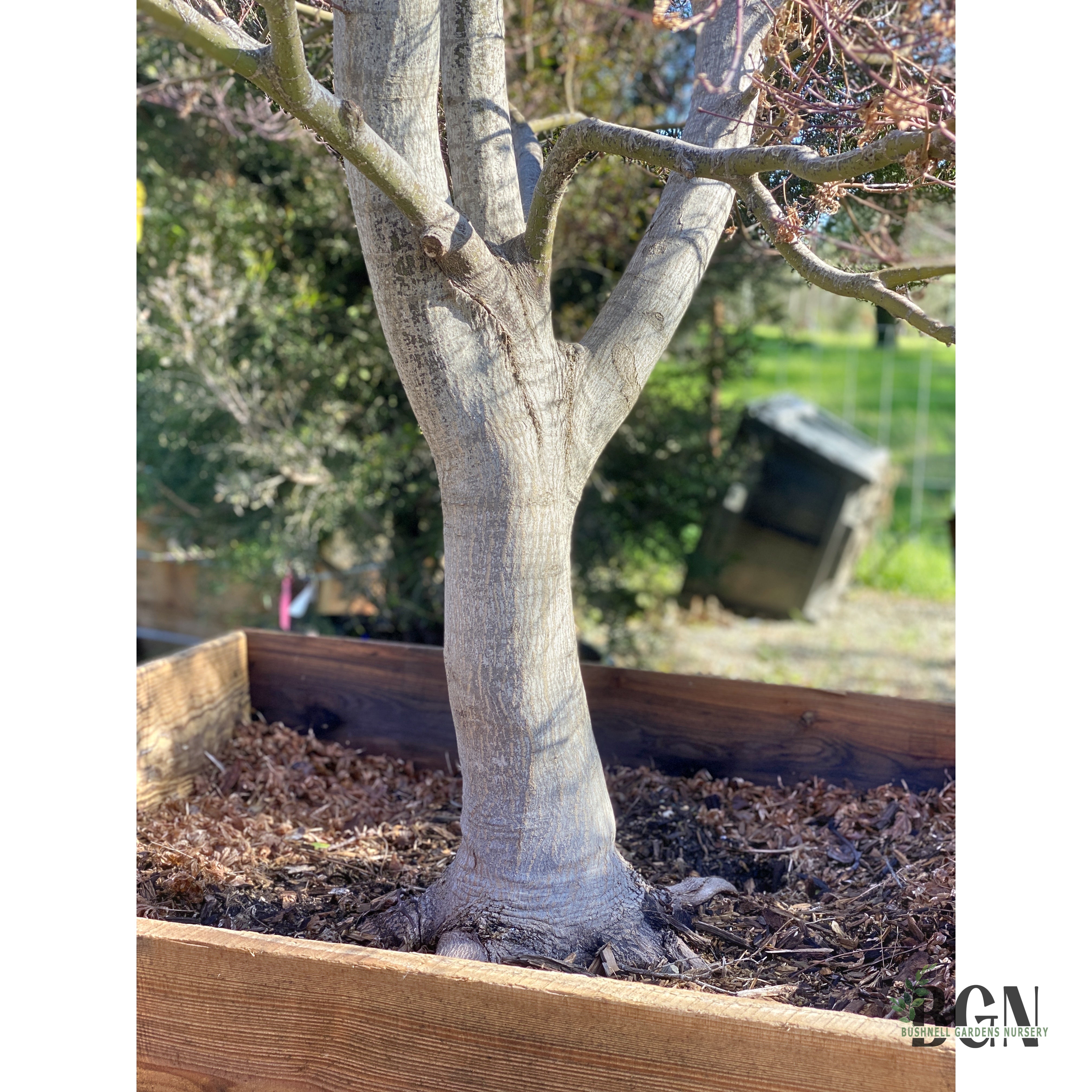 Acer palmatum 'Skeeter's Broom' – Red Japanese Maple | Bushnell