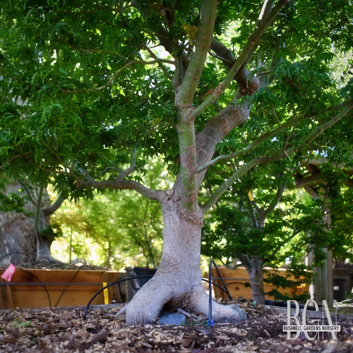 Acer palmatum 'Shishigashira' – Compact Lion's Head Japanese Maple