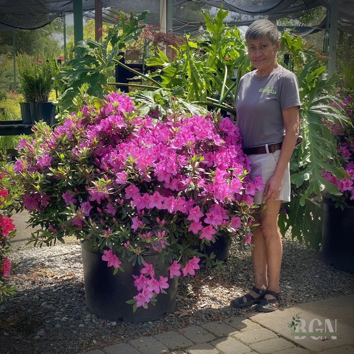 433★ローズ鉢purple モルタル雑貨　（お任せ植物付き）433 Azalea indica 'Formosa' – Purple Evergreen Azalea | Bushnell