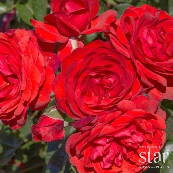 Red Roses List Red Rose Floribunda