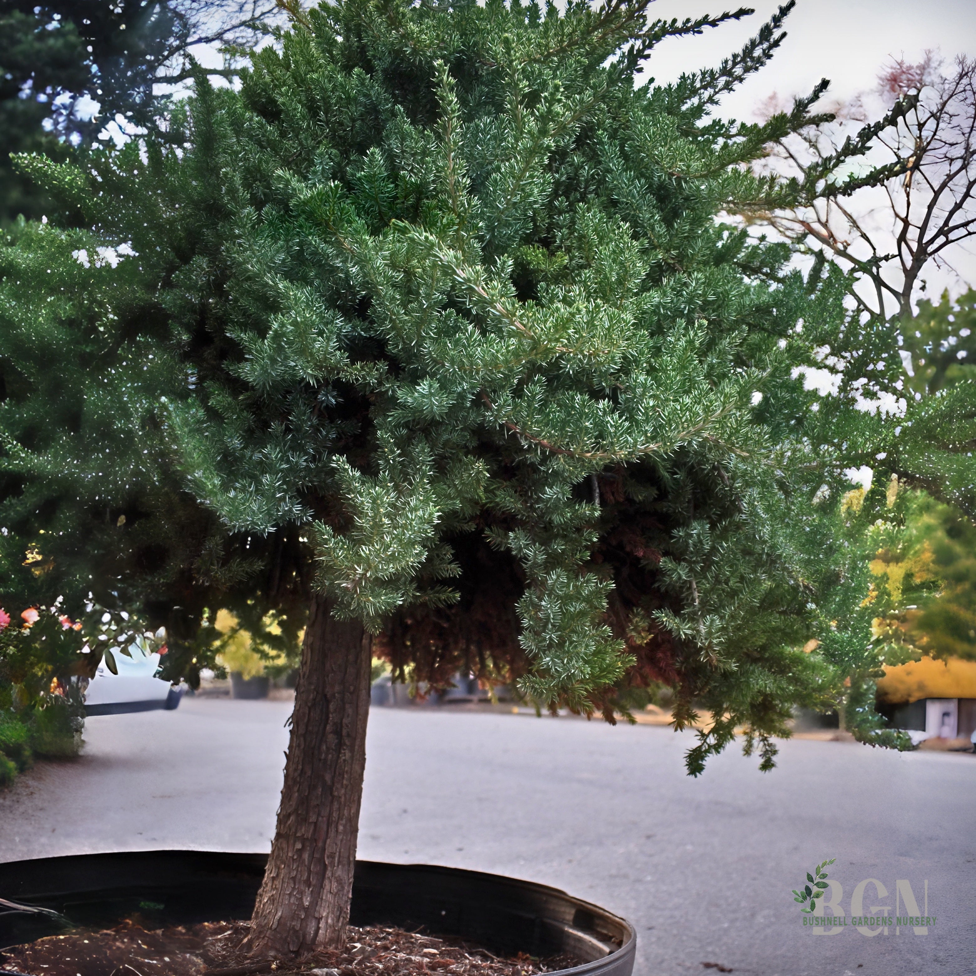 Juniperus procumbens 'Nana' STD #45 – Dwarf Japanese Garden