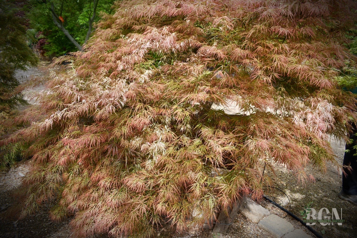 Acer palmatum 'Roseo Marginatum' – Variegated Pink and Green