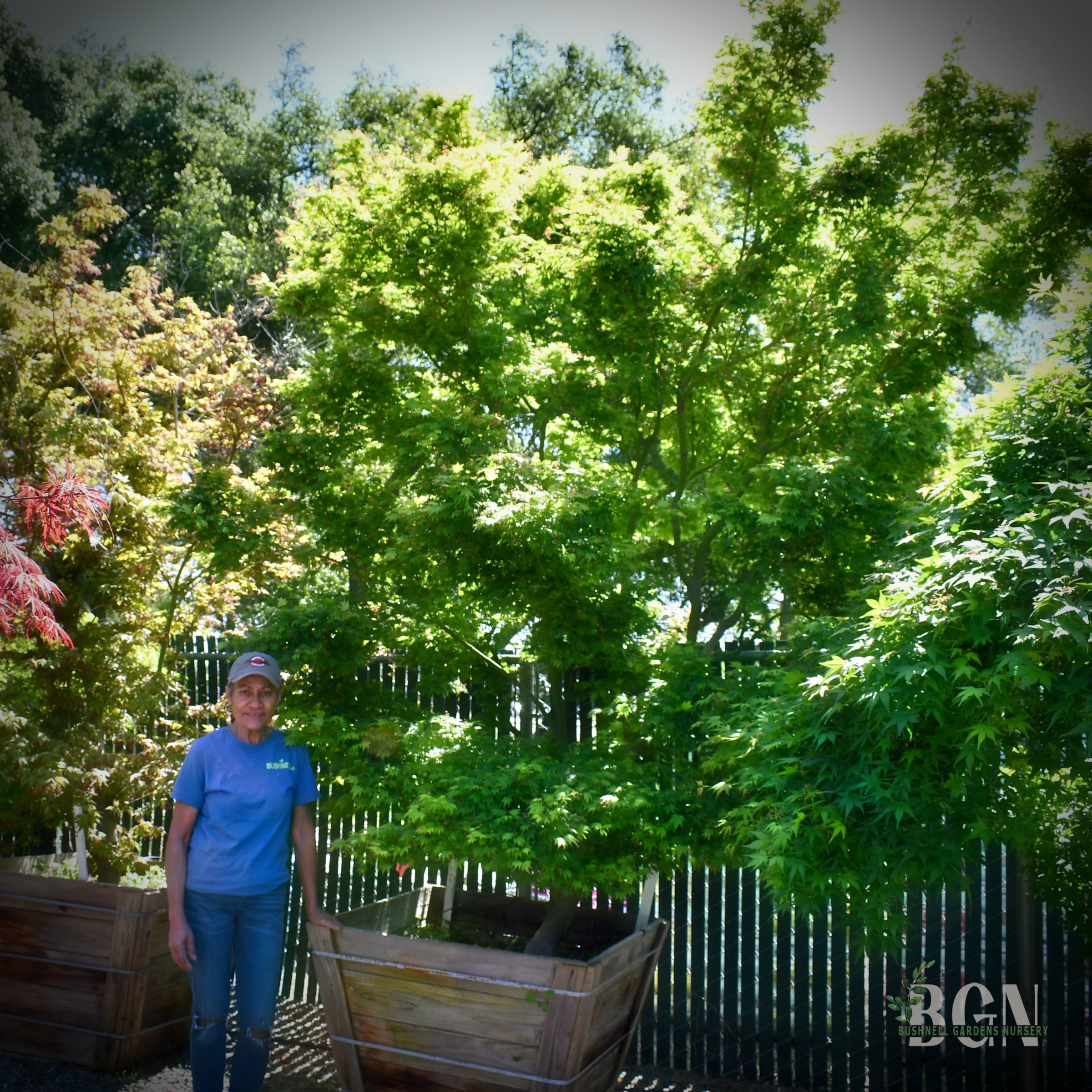 Acer palmatum　直径20～23㎝　53個 Acer palmatum 直径20～23㎝ 53個 Acer palmatum 'Butterfly' #20 at