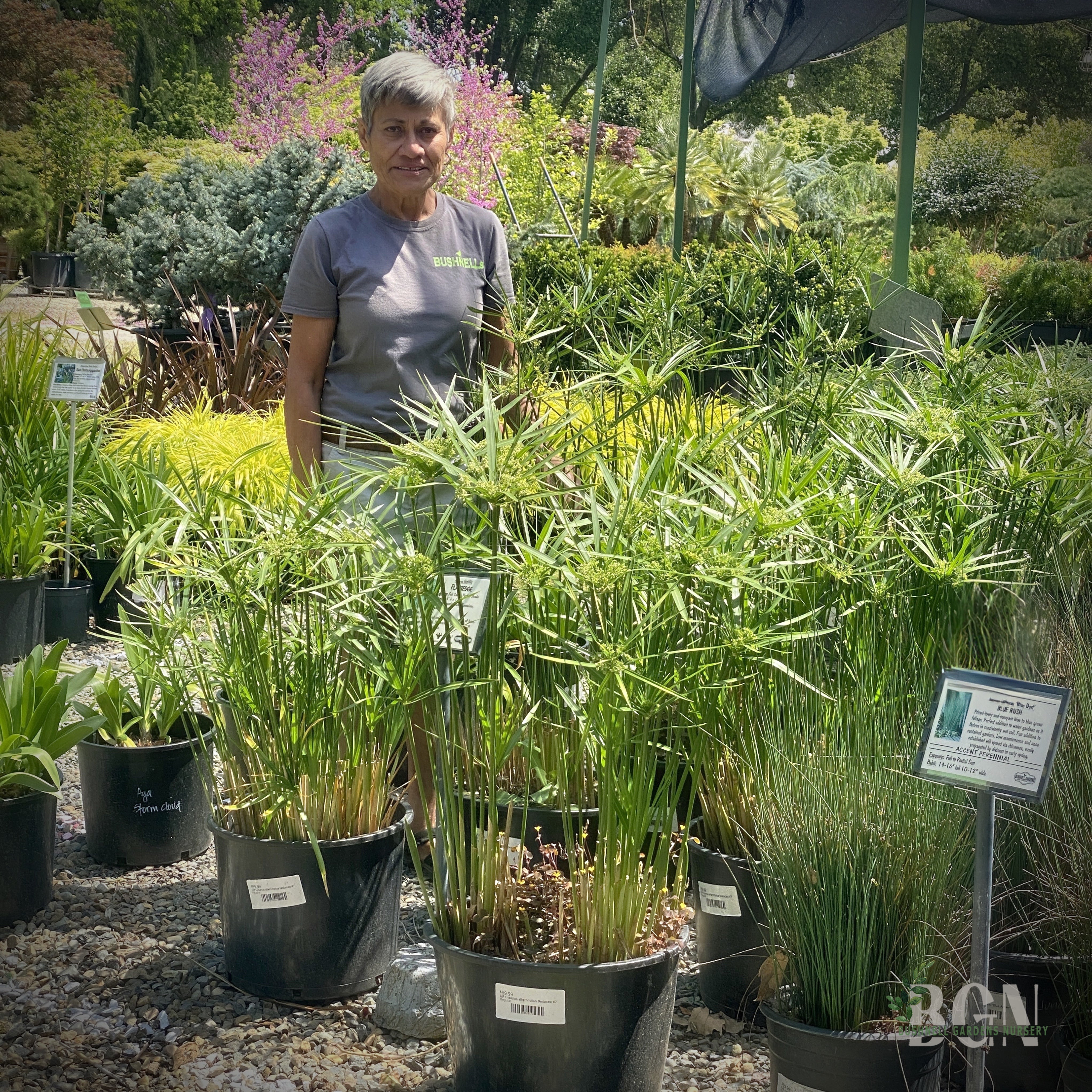 Cart | Bushnell Gardens Nursery