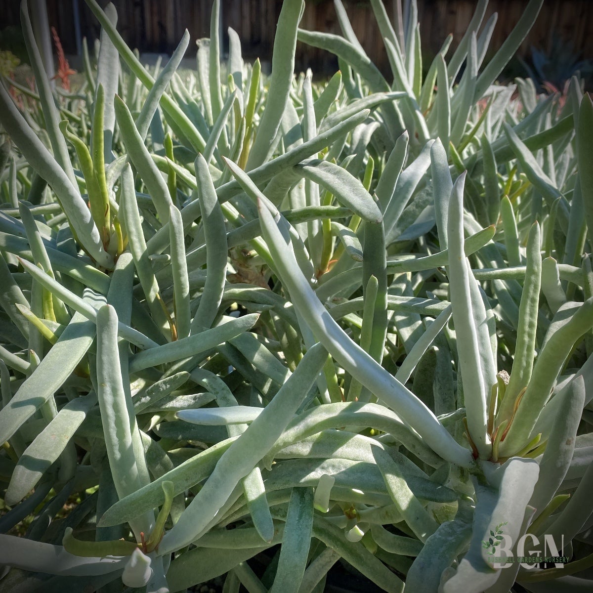 SUC Aloe 'White Fox' | Bushnell Gardens Nursery