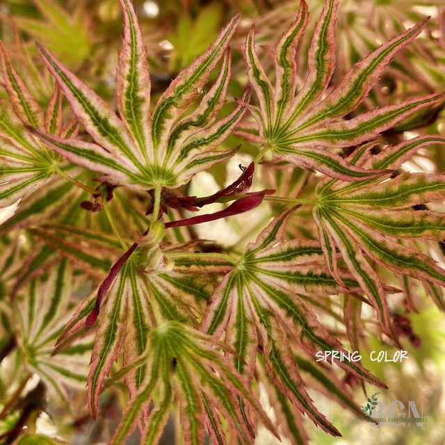 メープル様 Japanese Maples in Granite Bay | Bushnell Gardens Nursery