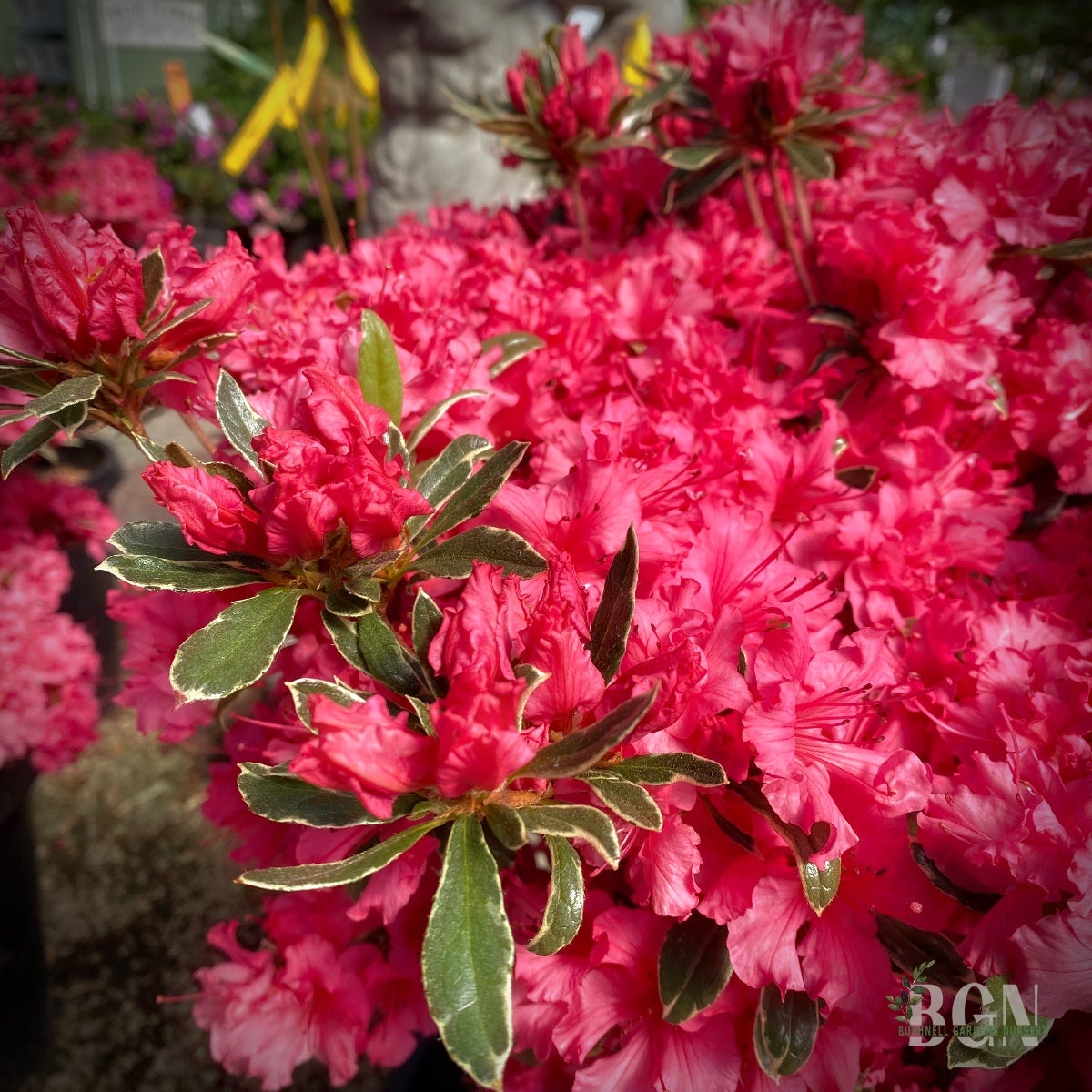 AZALEAS | Bushnell Gardens Nursery