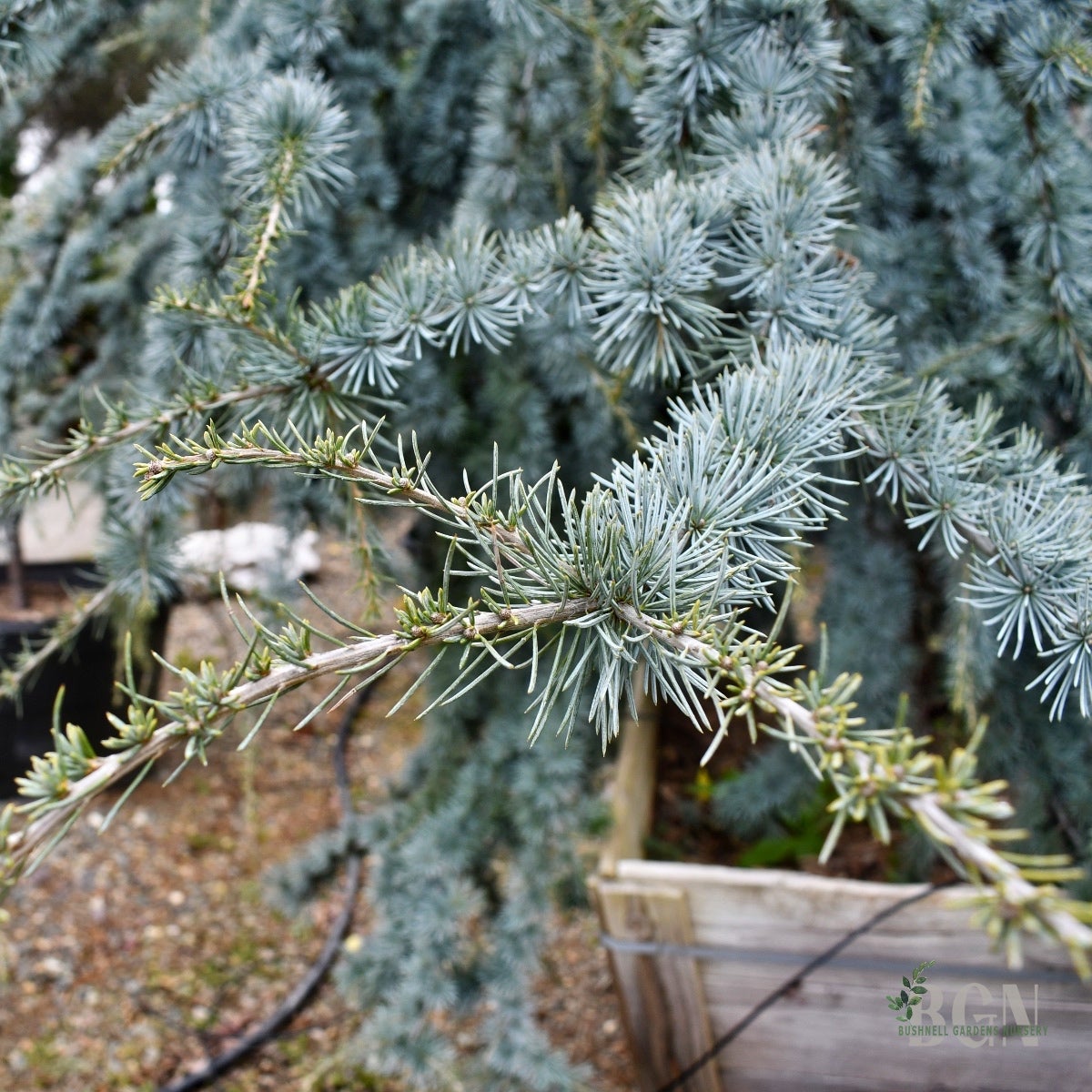 Cedrus atlantica 'Cheltenham' 36inBX – Compact Blue Atlas Cedar