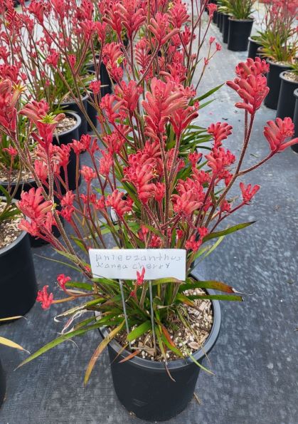 Anigozanthos Kanga Cherry  Cherry Red Kangaroo Paw