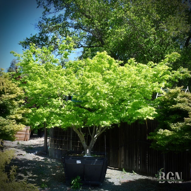 Japanese Maples in Granite Bay | Bushnell Gardens Nursery