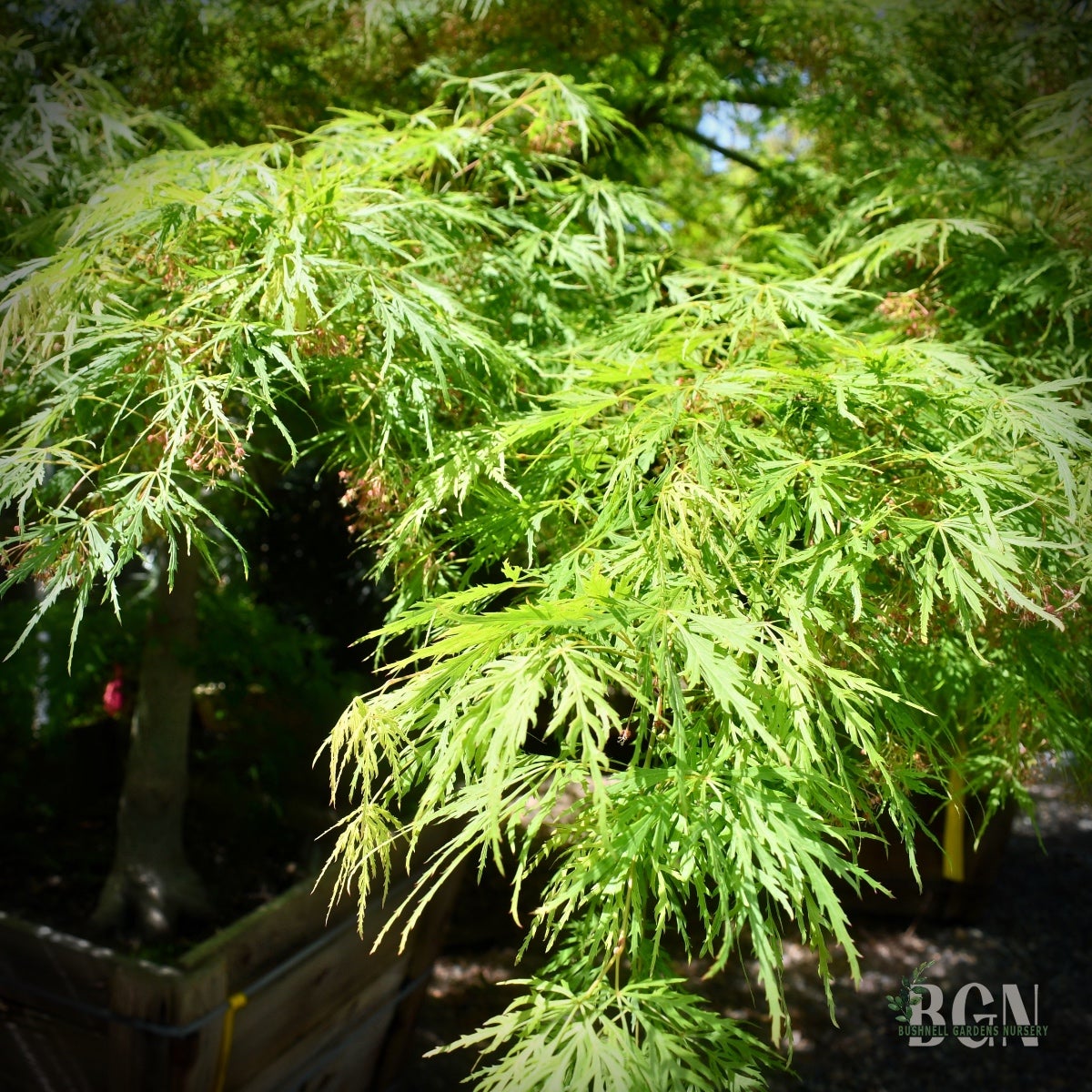 morimori Acer palmatum dissectum 'Sekimori' – Elegant Green Weeping