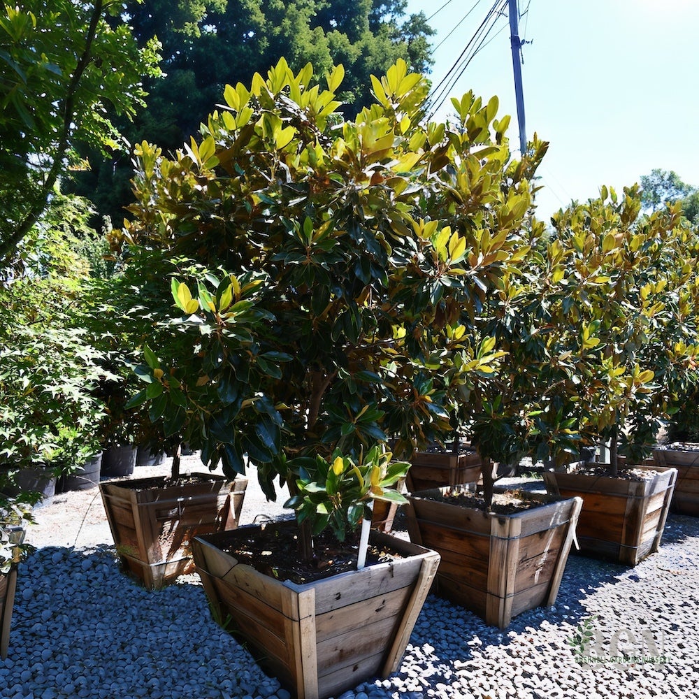TR Magnolia grandiflora 'Little Gem' SPEC2 #36BX | Bushnell TR Magnolia grandiflora 'Little Gem' SPEC2 #36BX | Bushnell